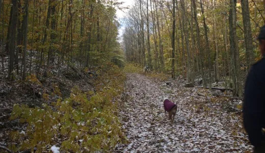 The Sucker Brook Road trail