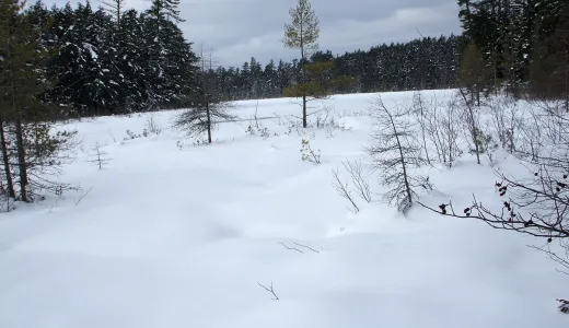 Hitchins Pond is a fine combined ski and shoe in the winter.