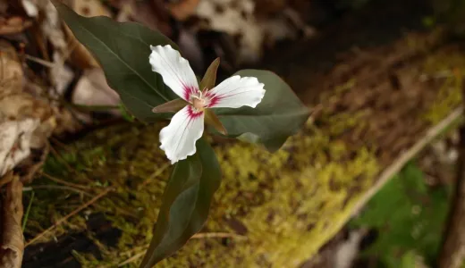 Jamestown Falls is a good place to look for the iconic Adirondack flower