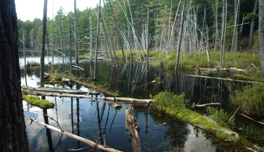 A small pond filled with fallen trees.