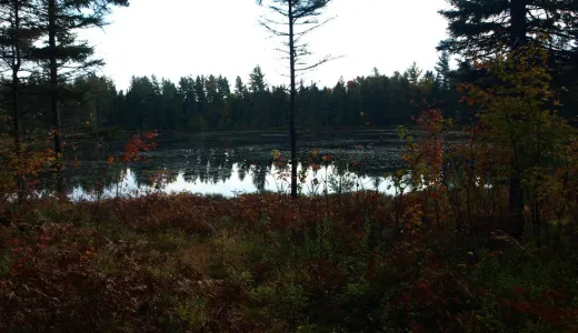 A pond in dim lighting.