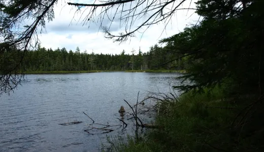 A dark view of a small pond