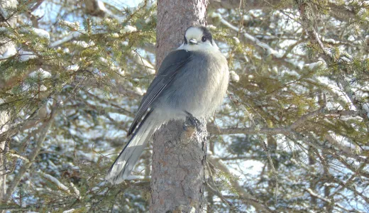 A bird on a branch