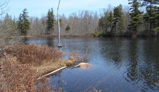 A small pond in early spring