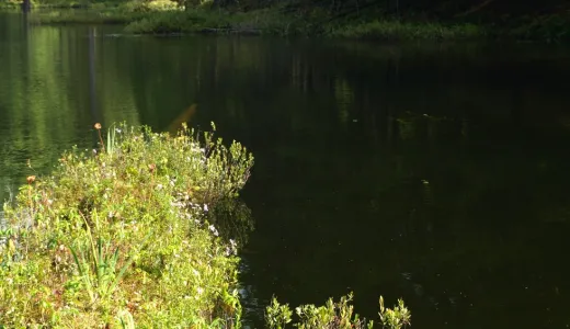A pond with some shrubs on the water's edge