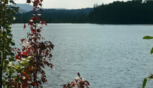 A pond through the trees