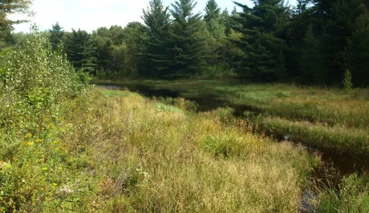 A narrow body of water between tall trees