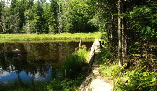 A forested pond in bright summer light