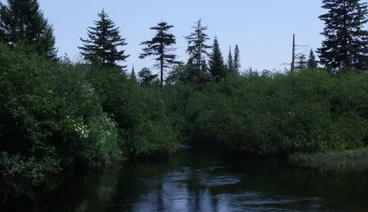 A river tightly surrounding by trees and shrubs