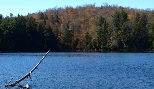 A pond with trees without their leaves surrounding.