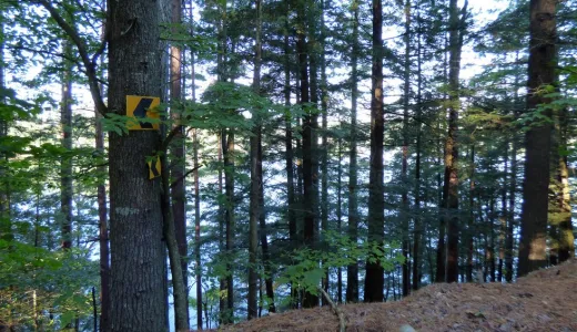 A pond seen through trees