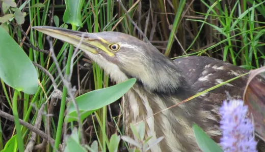 Wetlands support Adirondack wildlife.