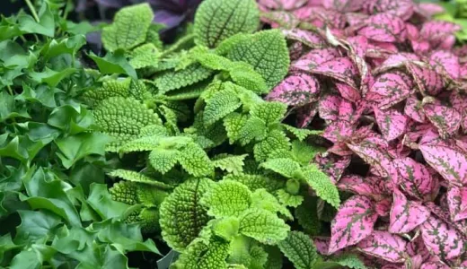 Plants at Usher Farms