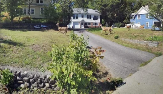 View of the front of a house with a long paved driveway and a herd of deer running through.