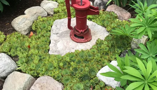 Hens and chicks