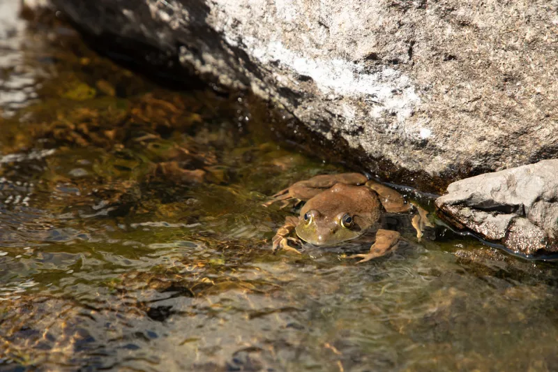 A brown wood frog rests in shallow water in the sunshine.