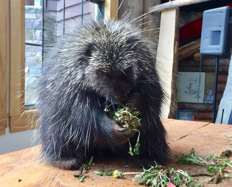 A porcupine eats a leafy snack on an indoor platform.