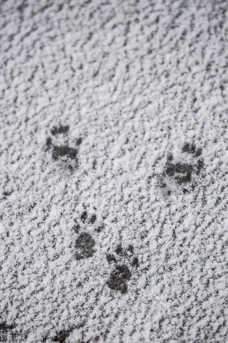 A close up of otter prints in light snow.