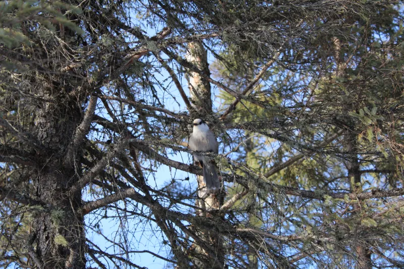 a Canada Jay sits among the spindly branches of a tree in winter.