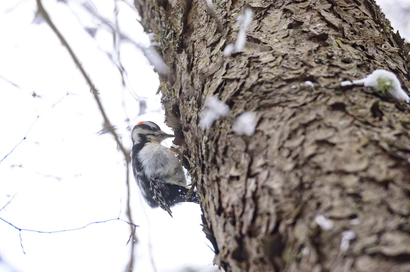 A Hairy Woodpecker pecks into a tree in winter.