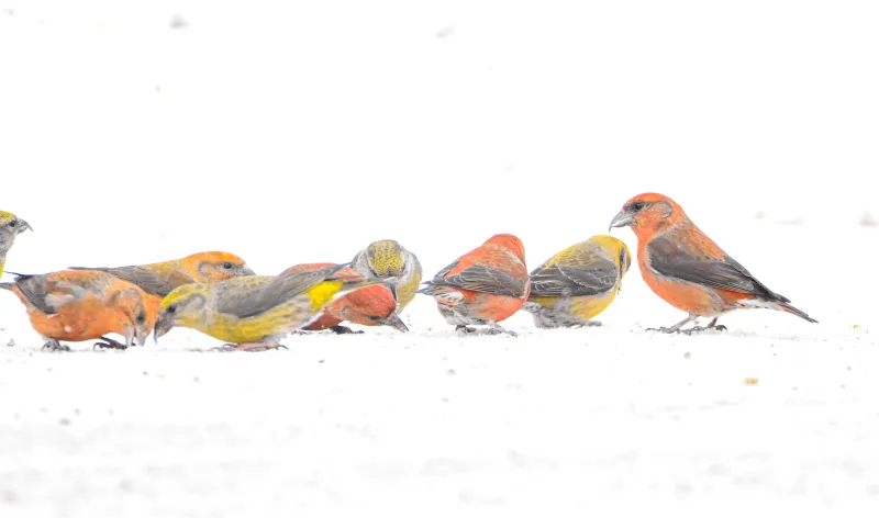 a group of Red Crossbills eat food in the snow.