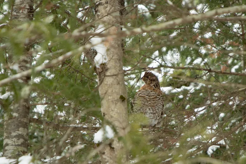 A Ruffed Grouse perches in an evergreen tree.