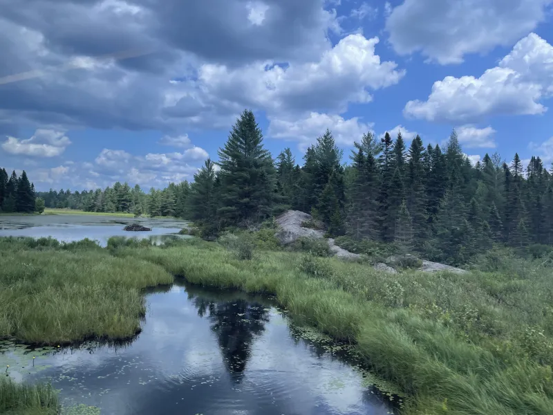 An Adirondack scene of spruce trees, rock outcrops, and a wetland area with a beaver dam, under a blue sky with white clouds