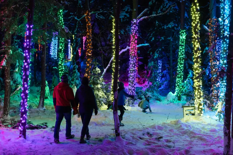 People walk through a winter outdoor exhibition of colorful lights wrapped around trees