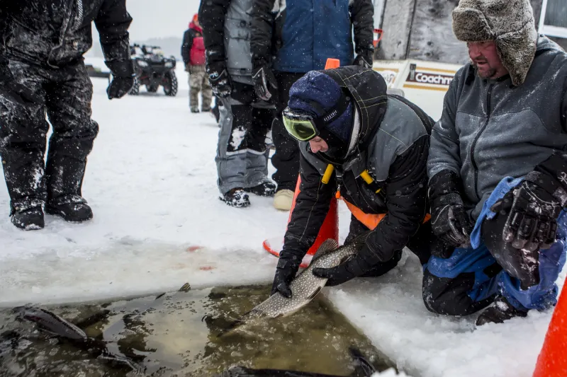 An angler releases a northern pike back into the icy water