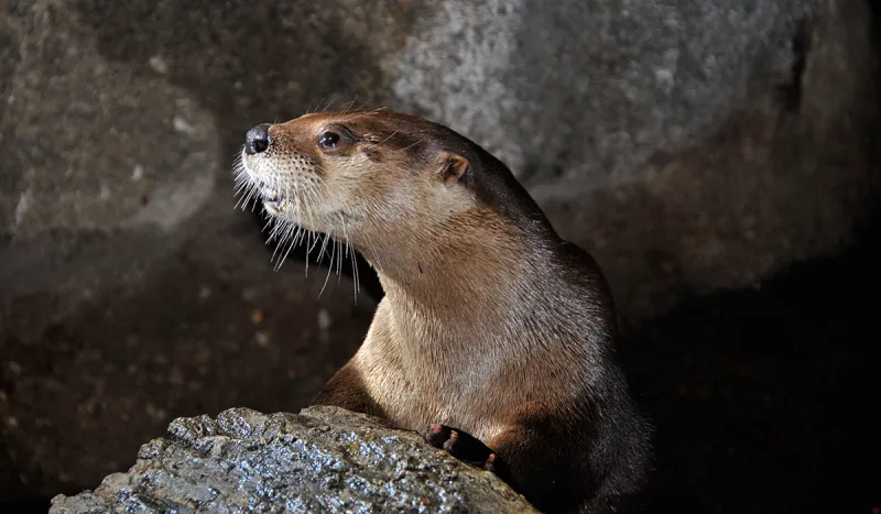 A Wild Center otter poses in the museum's exhibit (Wild Center photo)