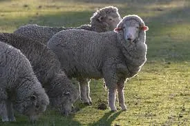 I make merino wool, I'm soft and cuddly, not like that old school stuff