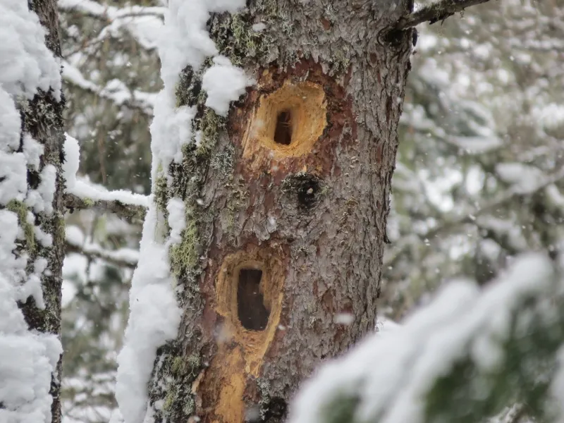 Pileated Woodpecker holes