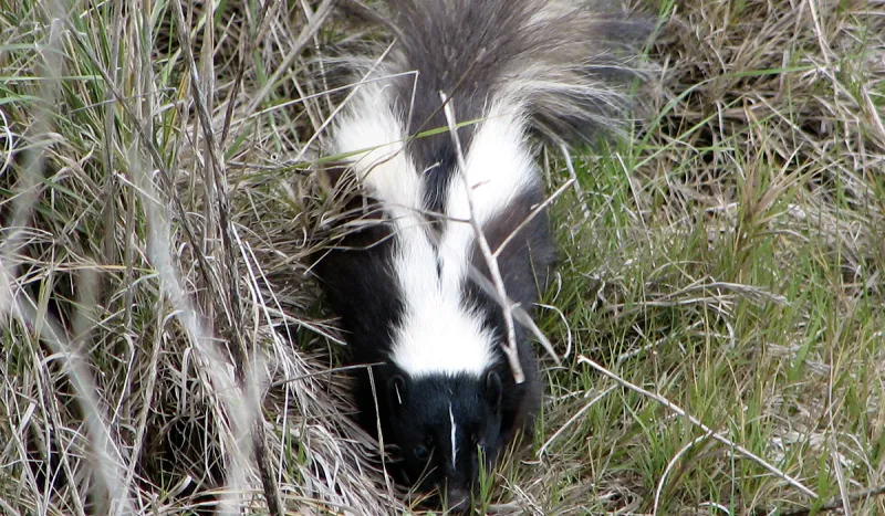 Skunk (public domain photo)