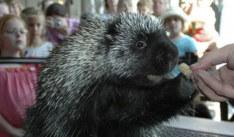 Meet Stickley, The Wild Center Porcupine (The Wild Center photo)