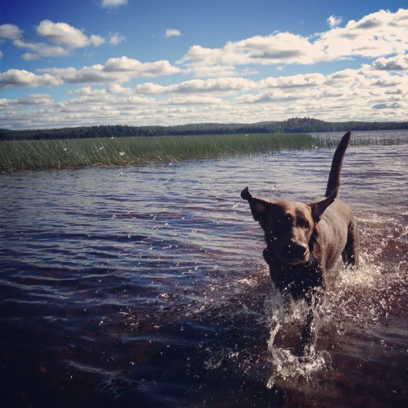 Gilly enjoying a summer day on Lake Lila