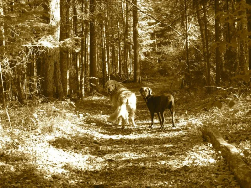 Gilly, right, and his buddy, Jack, right, head down the Deer Pond Loop trail.