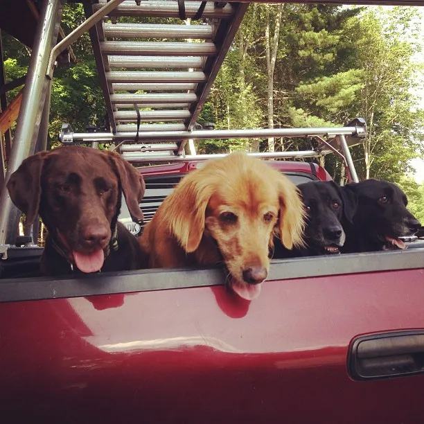 Gilly and his friends, Fenway, Misty, and Tessie, are always up for an adventure.