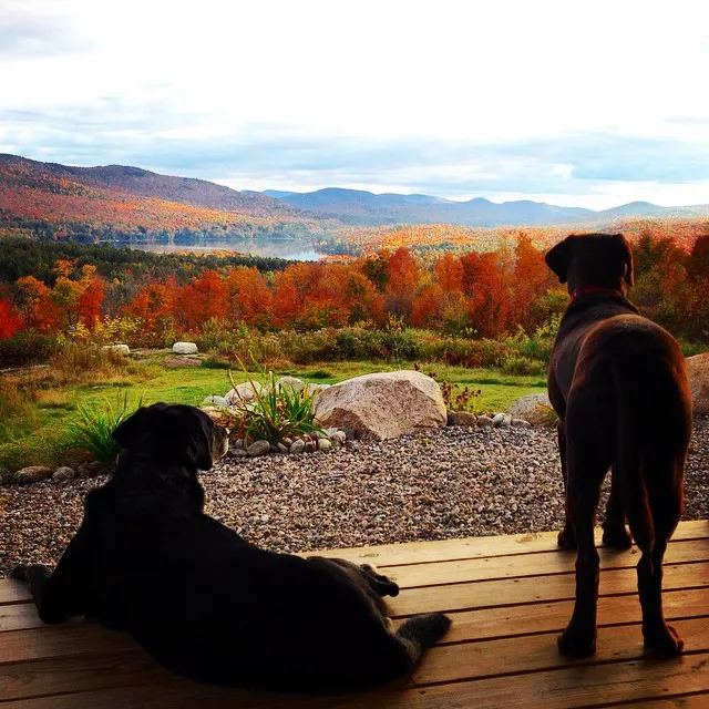 Gilly, right, and his pal Misty, left, soak up the fabulous fall foliage.