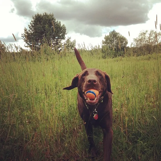 One of Gilly’s favorite places to play fetch and to run free is at John Brown Farm in Lake Placid.