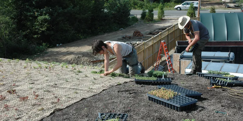 Planting the green roof on the bio building at The Wild Center. (The Wild Center photo)