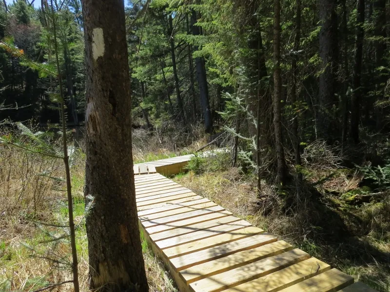 Wooden walkways on the Mountaineer Trail