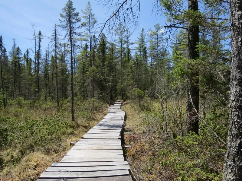 Wooden walkways along the Mountaineer Trail