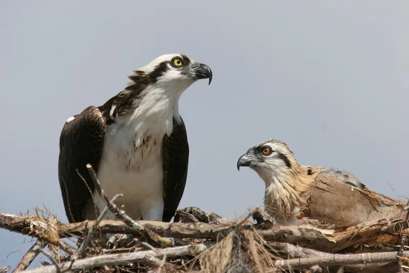 Osprey at nest by Larry Master