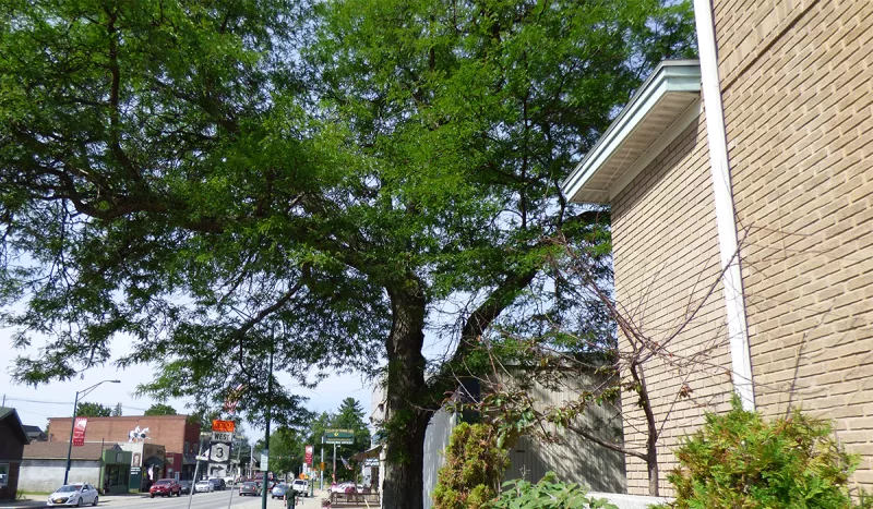 The Locust Tree Gleditsia Triacanthos stands tall next to Community Bank on Park Street in Tupper Lake