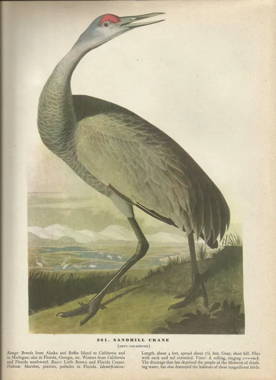 Sandhill Crane by John James Audubon