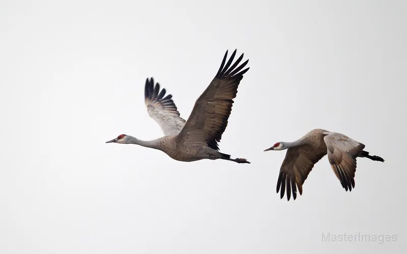 Sandhill Crane pair flying by Larry Master