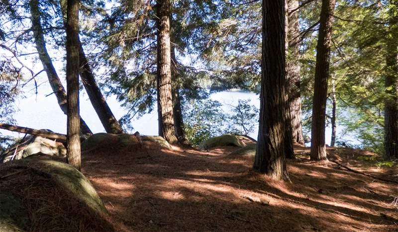 Enjoying the shade beneath the towering pines at South Bay