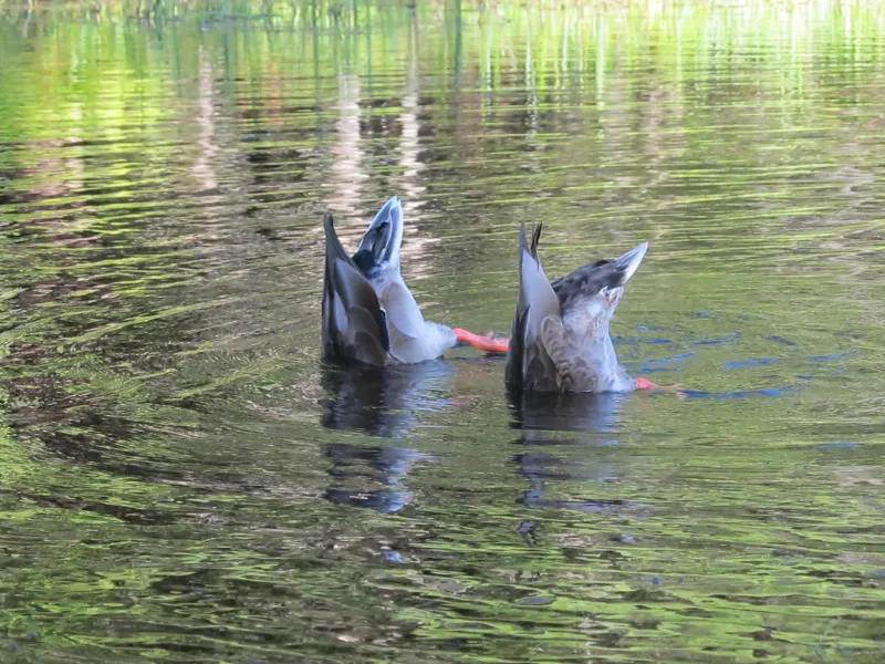 What is that?    Oh two ducks - Bottoms Up!
