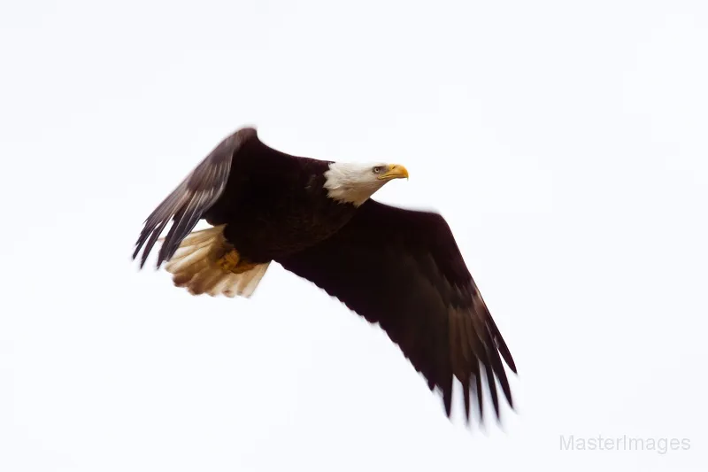 Bald Eagle by Larry Master