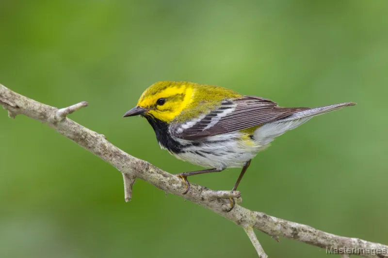 Black-throated Green Warbler by Larry Master